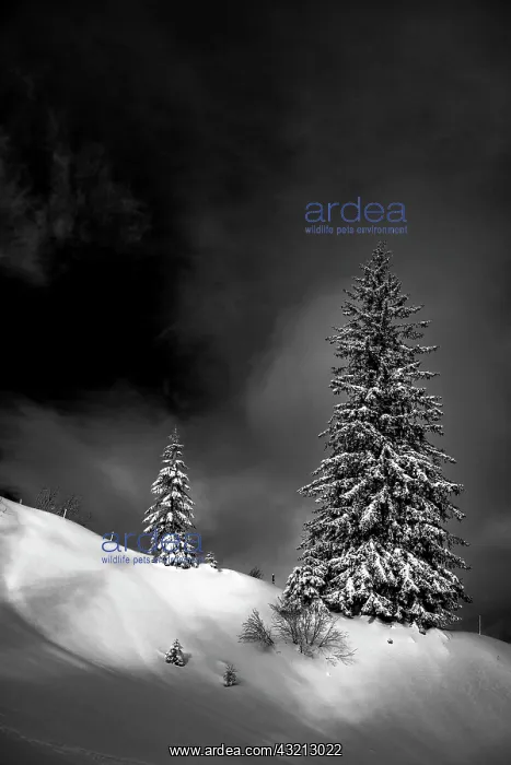 : Scattered standing trees in a wintry mountain landscape : Scattered standing trees in a wintry mountain landscape