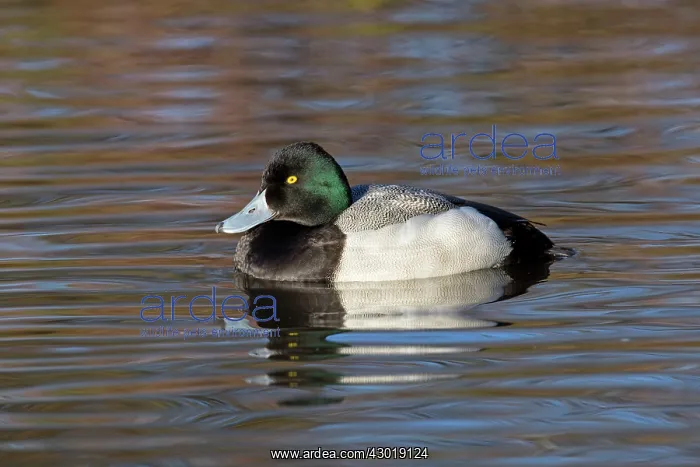 : Scaup drake in winter : Scaup drake in winter
