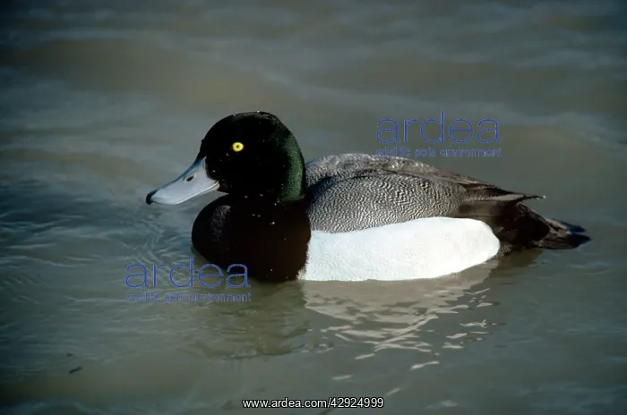 : Scaup Duck - male