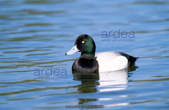 : Scaup Duck - Norfolk : Scaup Duck - Norfolk
