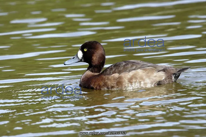 : Scaup - Female : Scaup - Female
