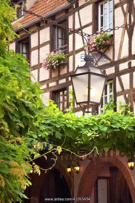 : Scene in medieval village of Ribeauville : Scene in medieval village of Ribeauville