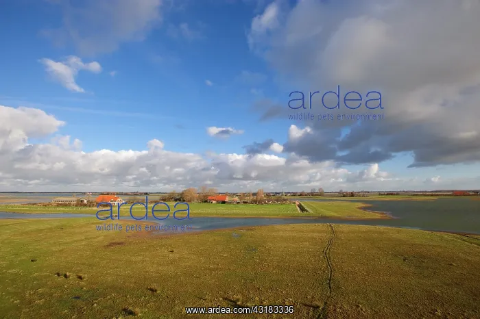 : scene of Zuidkust Schouwen nature reserve in winter : scene of Zuidkust Schouwen nature reserve in winter