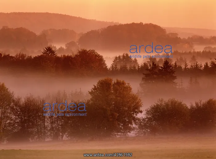 : Scenery on a foggy morning in autumn : Scenery on a foggy morning in autumn