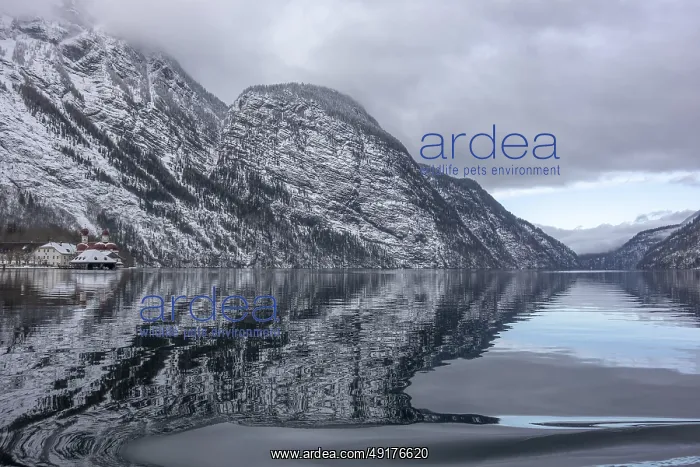 : Scenery around a lake named Koenigssee located in the Berchtesgadener Land in Bavaria Germany at winter time : Scenery around a lake named Koenigssee located in the Berchtesgadener Land in Bavaria Germany at winter time