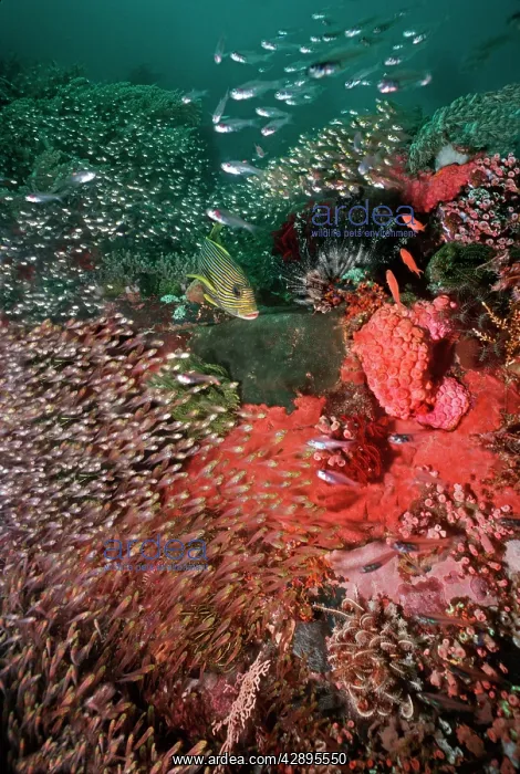 : Scenic, Corals - Komodo Marine Park, Komodo is : Scenic, Corals - Komodo Marine Park, Komodo is