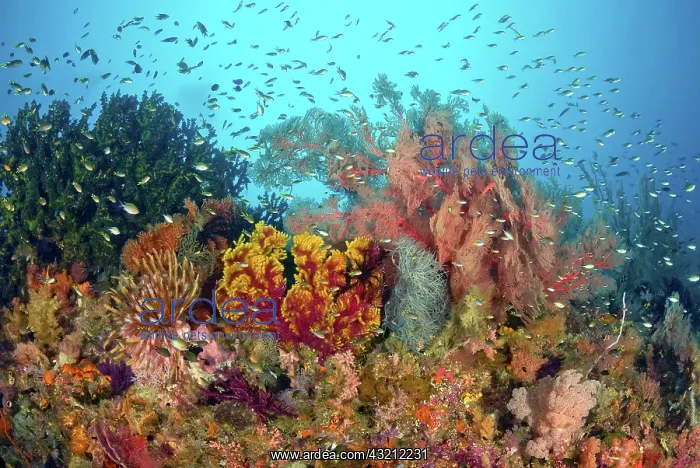 : Scenic of diverse reef life, Misool, Raja : Scenic of diverse reef life, Misool, Raja