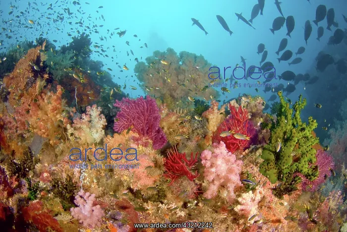 : Scenic of diverse reef life, Misool, Raja : Scenic of diverse reef life, Misool, Raja
