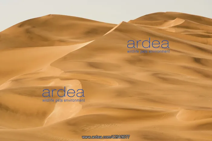 : Scenic dune view : Scenic dune view