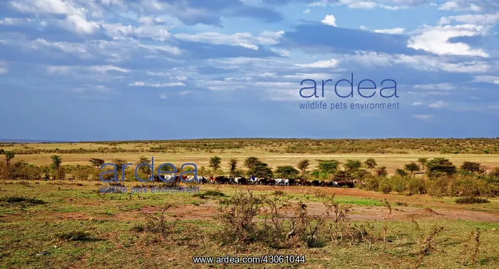 : A scenic on the Masai Mara : A scenic on the Masai Mara
