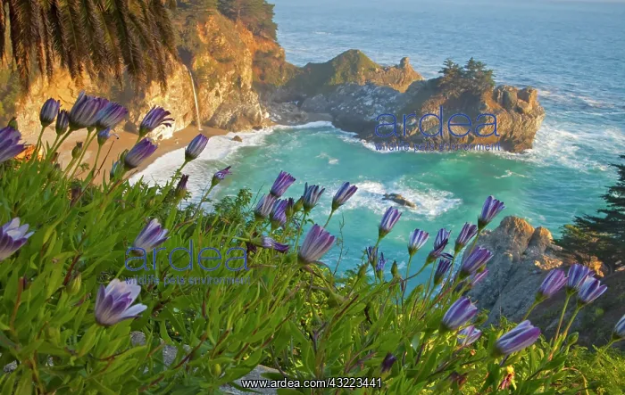 : Scenic McWay Falls tumbles into the beach : Scenic McWay Falls tumbles into the beach