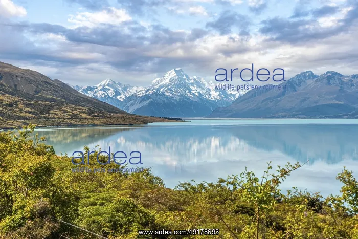 : Scenic reflection of Mount Sefton and Mount Cook at lake Pukaki : Scenic reflection of Mount Sefton and Mount Cook at lake Pukaki
