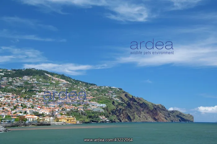: Scenic view of the coast of Madeira, cliffs : Scenic view of the coast of Madeira, cliffs