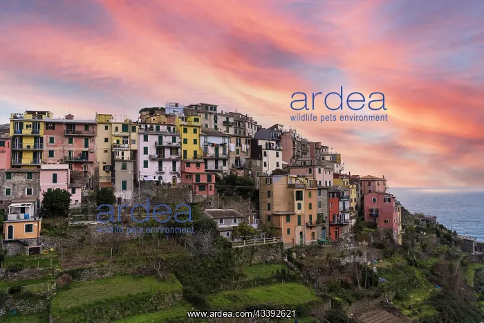 : Scenic view of Coniglia village at sunset. Coniglia : Scenic view of Coniglia village at sunset. Coniglia