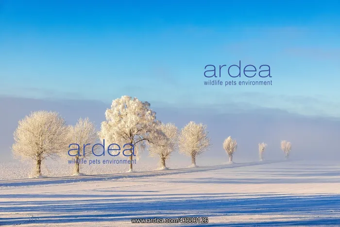 : Scenic view at a line of trees with hoarfrost on : Scenic view at a line of trees with hoarfrost on