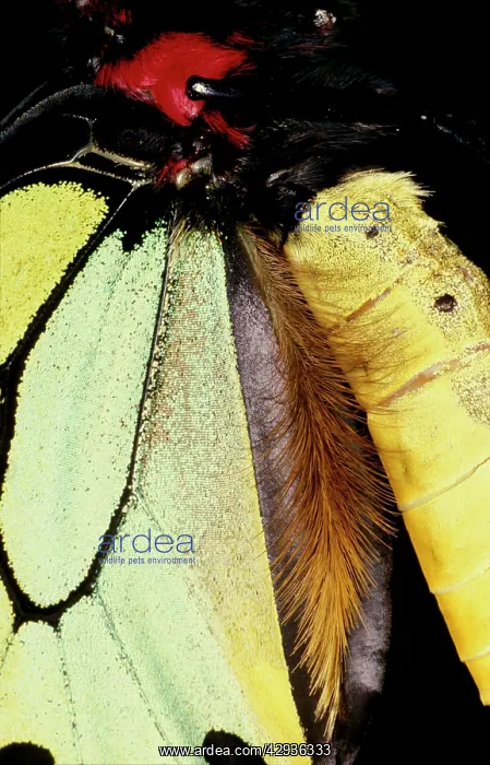 : Scent-dispersing hairs on wing of male Cairns birdwing : Scent-dispersing hairs on wing of male Cairns birdwing