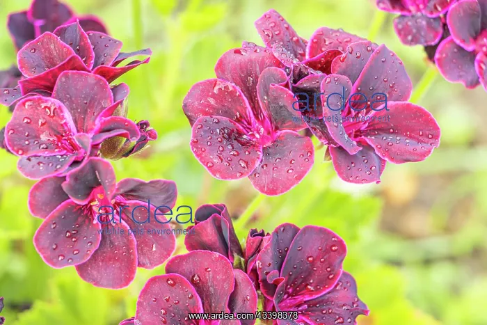  : Scented leaf Pelargonium Black Prince, flowers