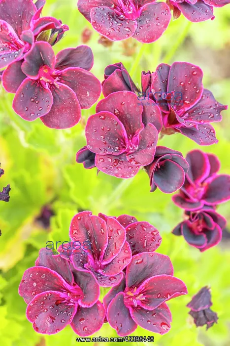 : Scented leaf Pelargonium Black Prince, flowers : Scented leaf Pelargonium Black Prince, flowers