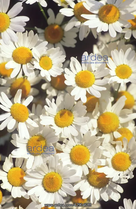 : Scented Mayweed / CAMOMILE - Flowering en masse : Scented Mayweed / CAMOMILE - Flowering en masse