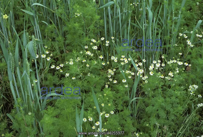 : Scented Mayweed (Chamomilla recutita) : Scented Mayweed (Chamomilla recutita)