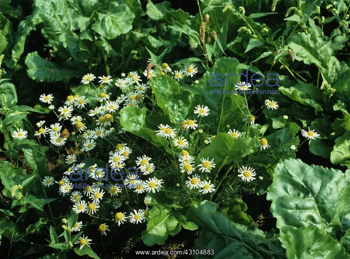 : Scented Mayweed in Sugar Beet crop : Scented Mayweed in Sugar Beet crop