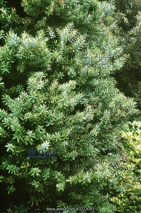  : Scented Shrub