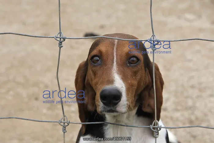 : Scenthound for hunting with hounds on rabbit France : Scenthound for hunting with hounds on rabbit France