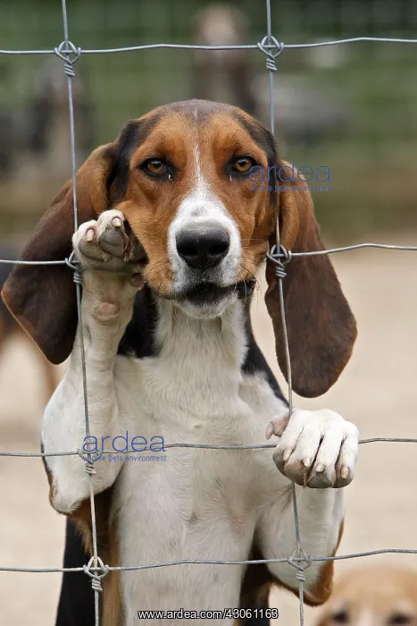 : Scenthound for hunting with hounds on rabbit France : Scenthound for hunting with hounds on rabbit France