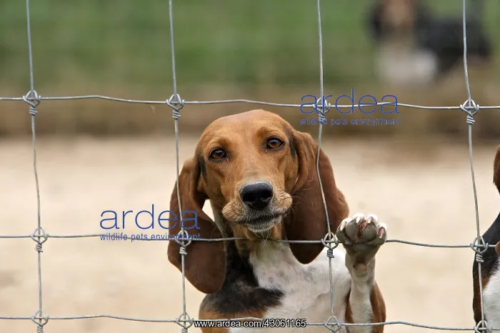 : Scenthound for hunting with hounds on rabbit France