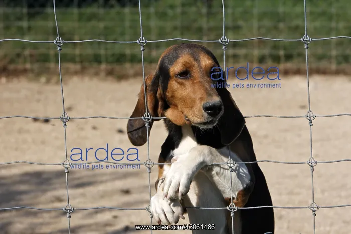 : Scenthound for hunting with hounds on rabbit France : Scenthound for hunting with hounds on rabbit France
