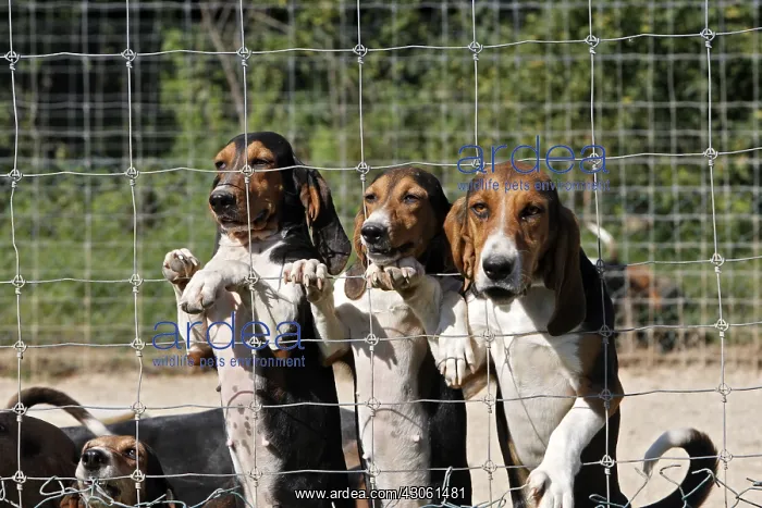 : Scenthounds for hunting with hounds on rabbit France : Scenthounds for hunting with hounds on rabbit France