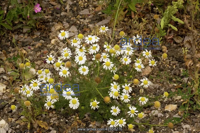 : Scentless mayweed : Scentless mayweed