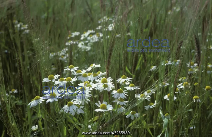 : Scentless Mayweed (Matricaria perforata) : Scentless Mayweed (Matricaria perforata)