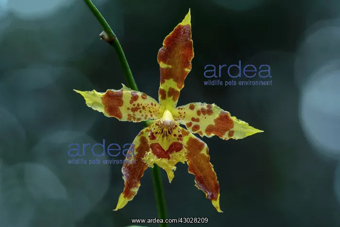 : Sceptre Bearing Odontoglossum, orchid, Antioquia, Colombia : Sceptre Bearing Odontoglossum, orchid, Antioquia, Colombia