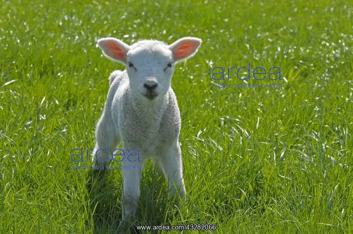 : schaap