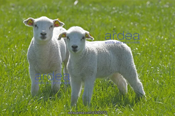 : schaap