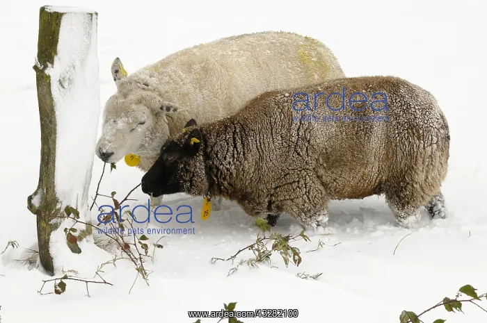  : schaap