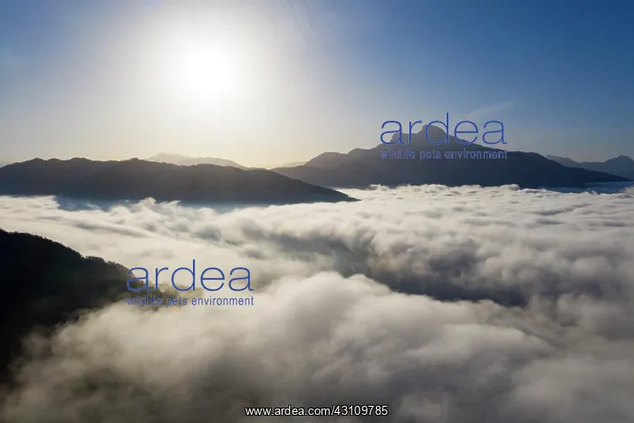 : Schafberg rising out of the sea of fog, inversion : Schafberg rising out of the sea of fog, inversion