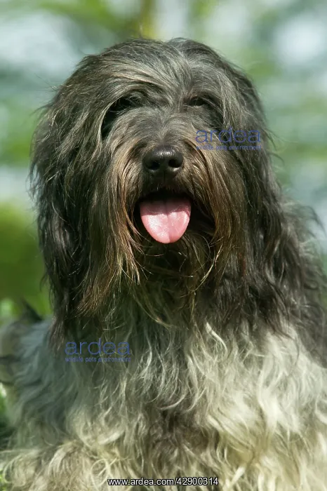 : Schapendoes / Dutch Sheepdog : Schapendoes / Dutch Sheepdog