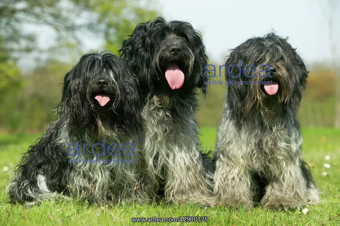 : Schapendoes / Dutch Sheepdog - three sitting in : Schapendoes / Dutch Sheepdog - three sitting in
