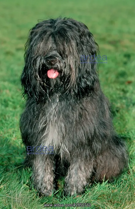 : Schapendoes / Dutch Sheepdog - sitting in grass : Schapendoes / Dutch Sheepdog - sitting in grass