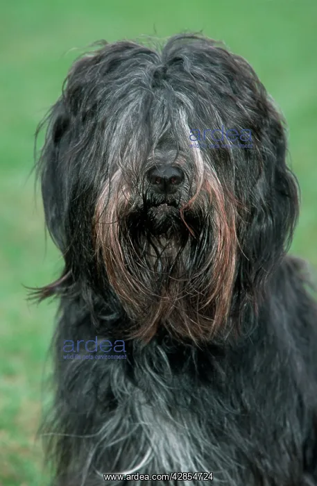 : Schapendoes / Dutch Sheepdog - sitting in grass : Schapendoes / Dutch Sheepdog - sitting in grass