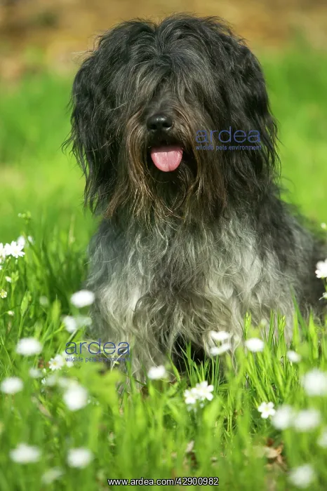 : Schapendoes / Dutch Sheepdog - Sitting in grass : Schapendoes / Dutch Sheepdog - Sitting in grass
