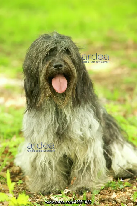 : Schapendoes / Dutch Sheepdog - Sitting in grass : Schapendoes / Dutch Sheepdog - Sitting in grass