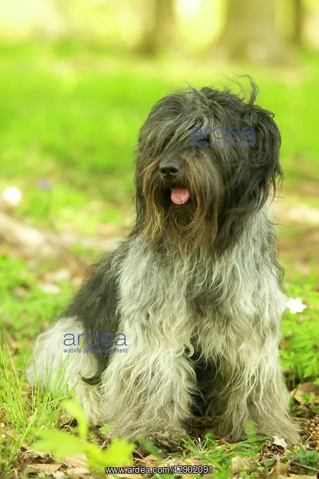 : Schapendoes / Dutch Sheepdog - Sitting in grass : Schapendoes / Dutch Sheepdog - Sitting in grass