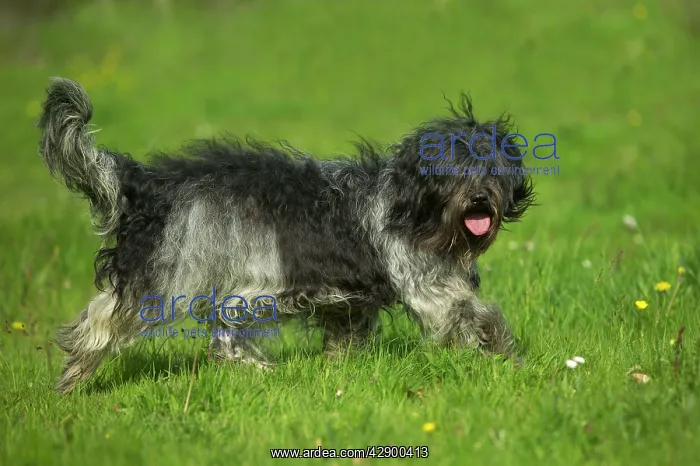 : Schapendoes / Dutch Sheepdog - walking in grass, side view : Schapendoes / Dutch Sheepdog - walking in grass, side view
