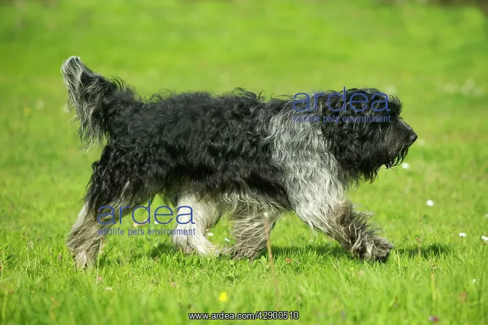 : Schapendoes / Dutch Sheepdog - walking in grass, side view : Schapendoes / Dutch Sheepdog - walking in grass, side view