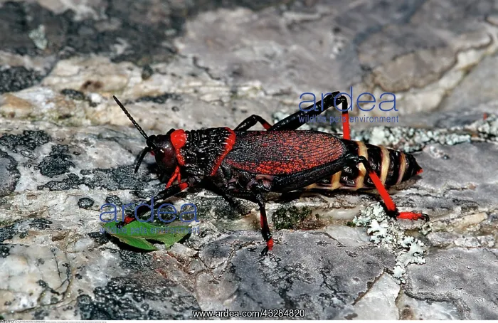 : Schaumheuschrecke, Dictyophorus spumans : Schaumheuschrecke, Dictyophorus spumans