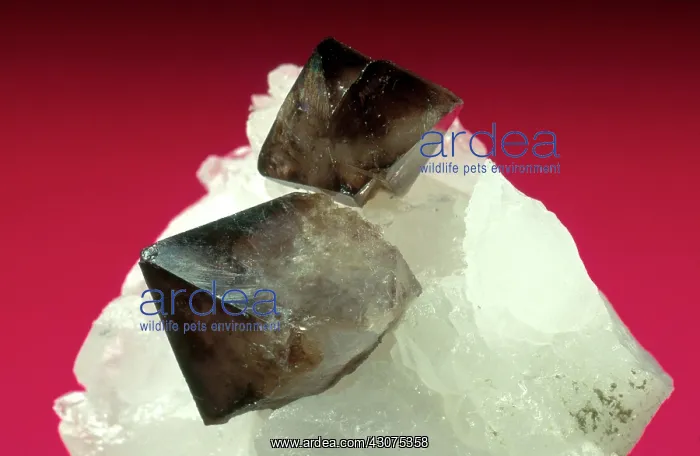 : Scheelite on quartz from the Yiaoguanshen Mine in Hunan, China : Scheelite on quartz from the Yiaoguanshen Mine in Hunan, China