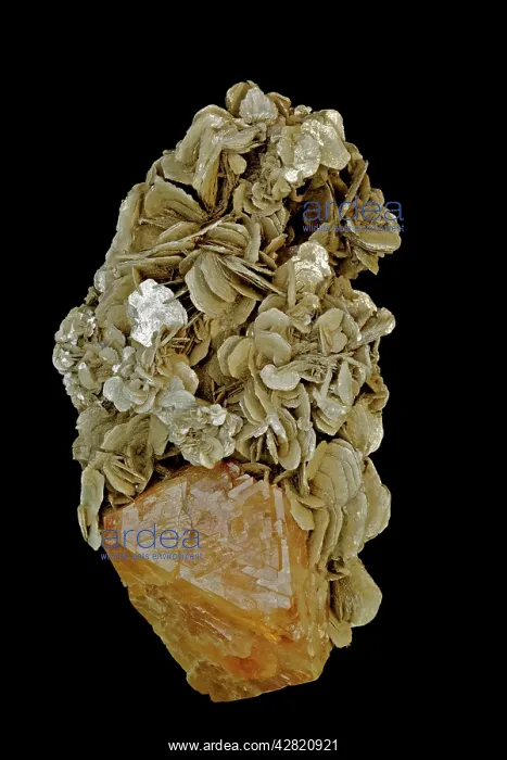 : Scheelite Crystal (CaWO4) (bottom) on Muscovite : Scheelite Crystal (CaWO4) (bottom) on Muscovite